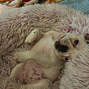 Aspen is registered to the contest to win money with this photo: animal, bed, blanket, collar, cozy, cute, dog, fluffy, fur, indoor, looking, lying_down, pet, pink, puppy, relaxed, sleepy, soft, spots, young