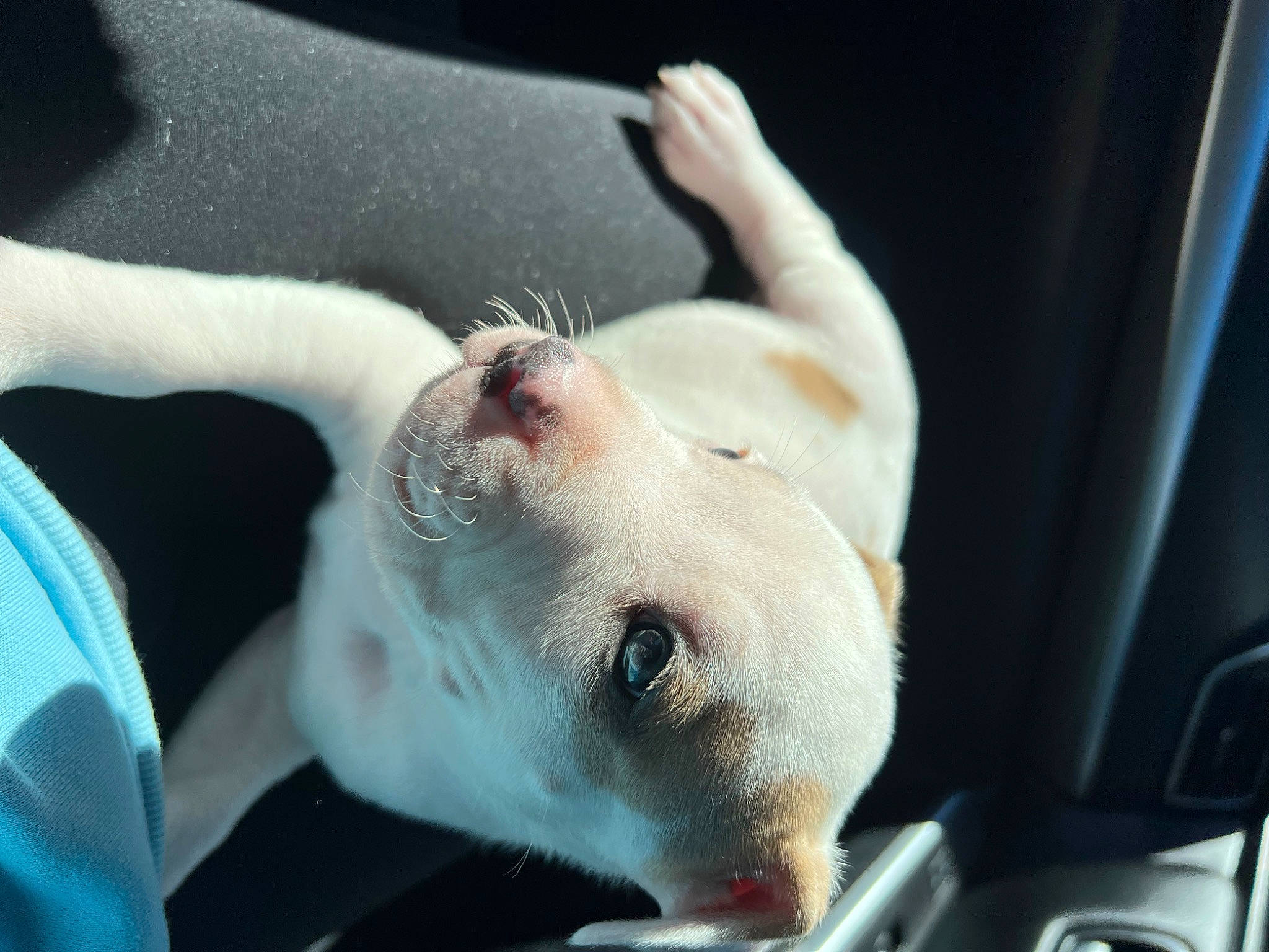 Draco joined the competition — help win amazing prizes! bull_terrier, canidae, carnivore, collar, companion_dog, dog, dog_breed, dogo_argentino, ear, english_white_terrier, eyelash, fawn, gesture, jaw, non_sporting_group, scar, snout, sporting_group, tail, whiskers