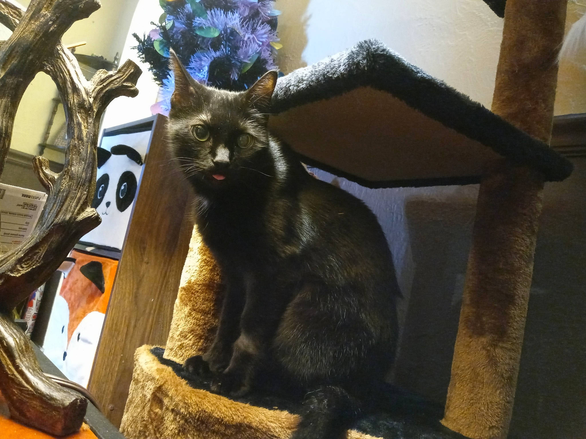 Dean is registered to the contest to win money with this photo: black_cat, bombay, canidae, carnivore, cat, claw, domestic_short_haired_cat, felidae, fur, havana_brown, metal, small_to_medium_sized_cats, snout, table, tail, whiskers