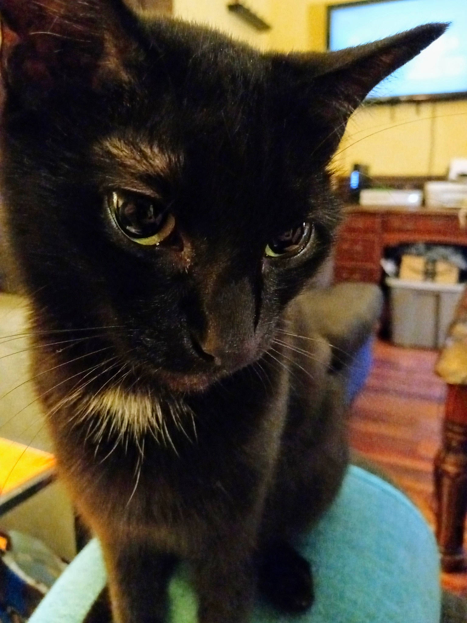 Dean is registered to the contest to win money with this photo: black_cat, bombay, carnivore, cat, cat_supply, chair, comfort, domestic_short_haired_cat, eye, felidae, fur, havana_brown, mammal, pet_supply, small_to_medium_sized_cats, snout, terrestrial_animal, vertebrate, whiskers