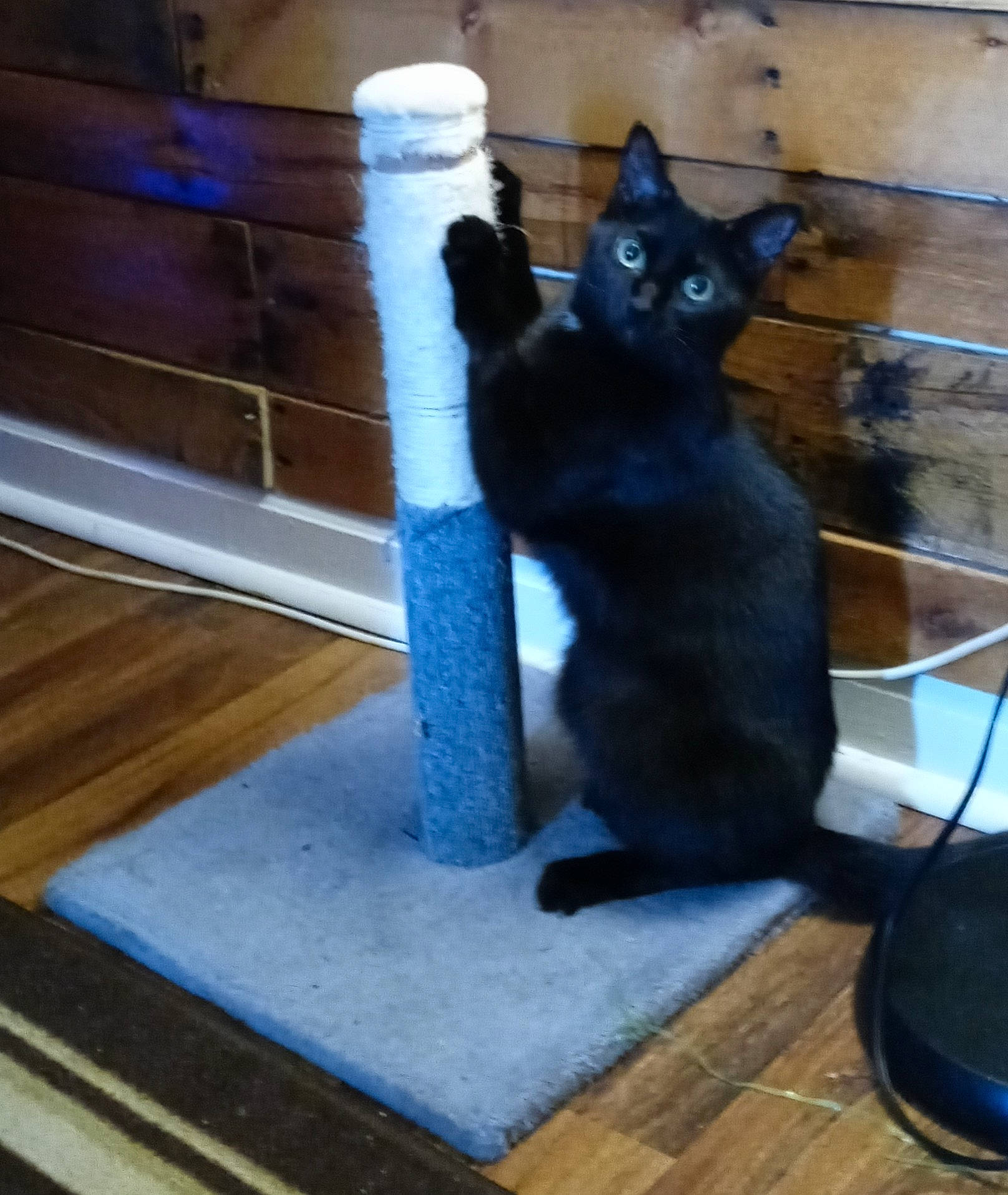 Dean is registered to the contest to win money with this photo: black_cat, bombay, carnivore, cat, cat_furniture, cat_supply, chair, domestic_short_haired_cat, electric_blue, felidae, flooring, fur, metal, pet_supply, small_to_medium_sized_cats, snout, tail, whiskers, window, wood