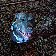 Fenny joined the competition — help win amazing prizes! dog, smiling, harness, indoor, carpet, patterned_carpet, pet, animal, cute, happy, sitting, looking_up, tongue_out, friendly, domestic, canine, fur, ears, nose, mouth