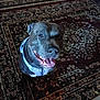dog, smiling, harness, indoor, carpet, patterned_carpet, pet, animal, cute, happy, sitting, looking_up, tongue_out, friendly, domestic, canine, fur, ears, nose, mouth