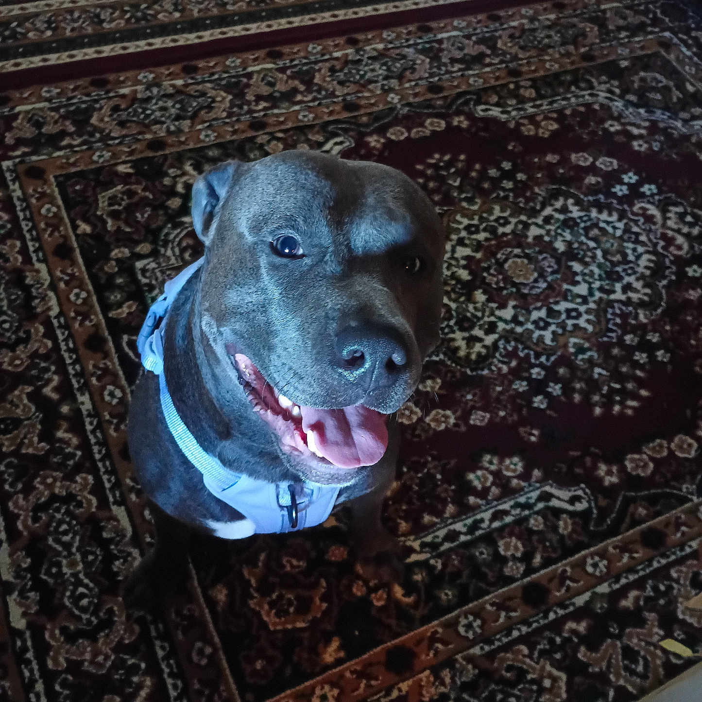 Fenny joined the competition — help win amazing prizes! animal, canine, carpet, cute, dog, domestic, ears, friendly, fur, happy, harness, indoor, looking_up, mouth, nose, patterned_carpet, pet, sitting, smiling, tongue_out