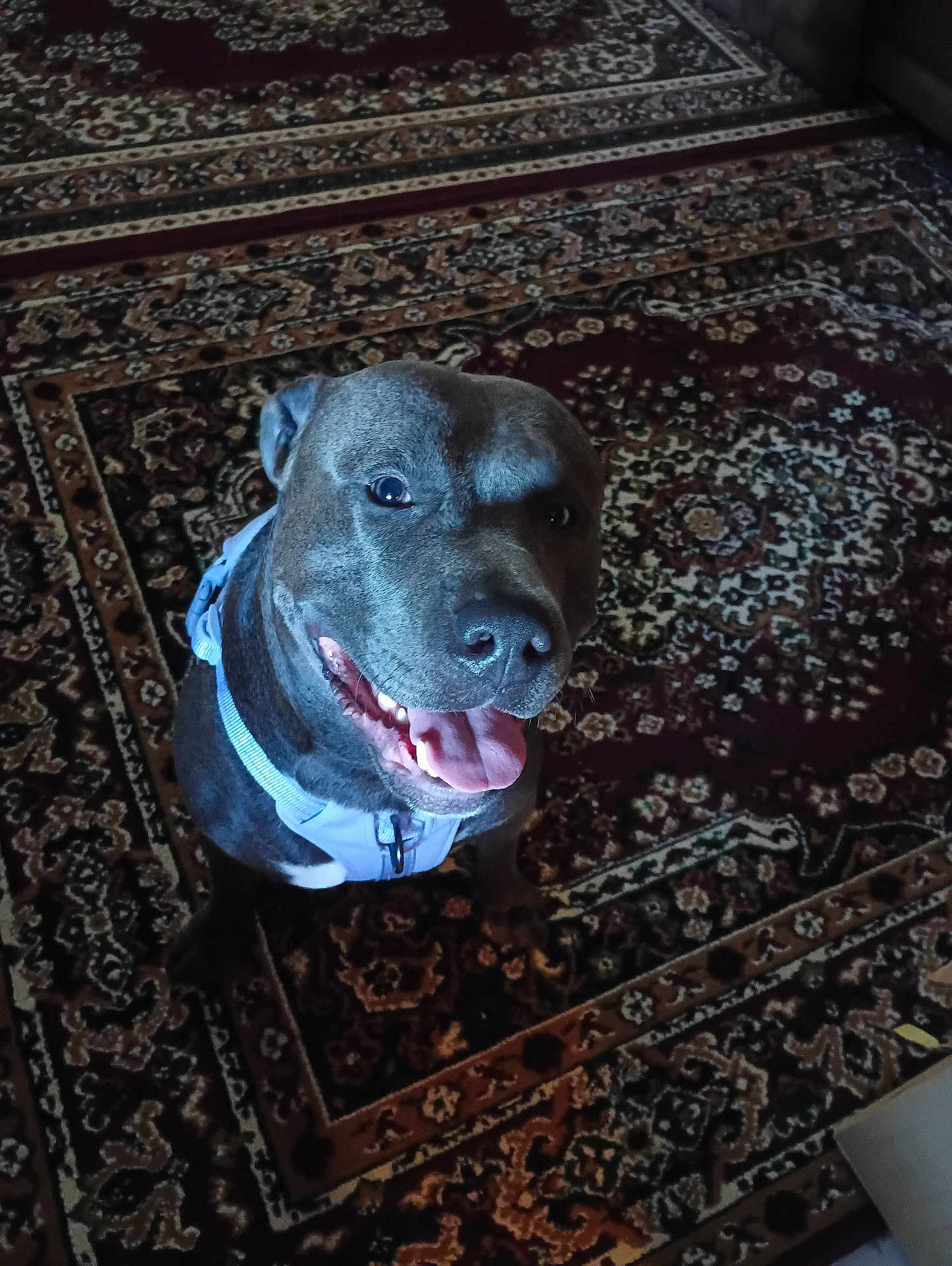 Fenny joined the competition — help win amazing prizes! dog, smiling, harness, indoor, carpet, patterned_carpet, pet, animal, cute, happy, sitting, looking_up, tongue_out, friendly, domestic, canine, fur, ears, nose, mouth