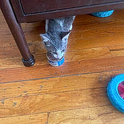 Mabel joined the competition — help win amazing prizes! animal, blue_toy, can, cat, cat_food, cozy, curious, domestic_cat, feeding, floor, furniture, gray_cat, indoor, kitten, pet, small_cat, toy, white_cat, wood, wooden_floor