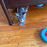 animal, blue_toy, can, cat, cat_food, cozy, curious, domestic_cat, feeding, floor, furniture, gray_cat, indoor, kitten, pet, small_cat, toy, white_cat, wood, wooden_floor