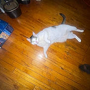 Cloud is registered to the contest to win money with this photo: cat, wooden_floor, indoor, pet_feeder, box, white_cat, gray_cat, lying_down, looking_up, flash, glowing_eyes, floor, household_items, domestic, pet, animal, feline, floorboards, shadow, feet