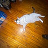cat, wooden_floor, indoor, pet_feeder, box, white_cat, gray_cat, lying_down, looking_up, flash, glowing_eyes, floor, household_items, domestic, pet, animal, feline, floorboards, shadow, feet