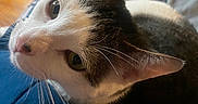 Cloud joined the competition — help win amazing prizes! cat, pet, feline, whiskers, green_eyes, indoor, blanket, bed, fur, curious, closeup, animal, cozy, resting, domestic, cute, looking_up, soft_light, home, relaxed