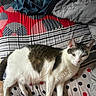 cat, bed, bedding, blanket, striped_pattern, polka_dots, tabby_cat, white_fur, indoor, wooden_floor, resting, pet, animal, feline, looking_at_camera, relaxed, cozy, comfort, domestic, fur