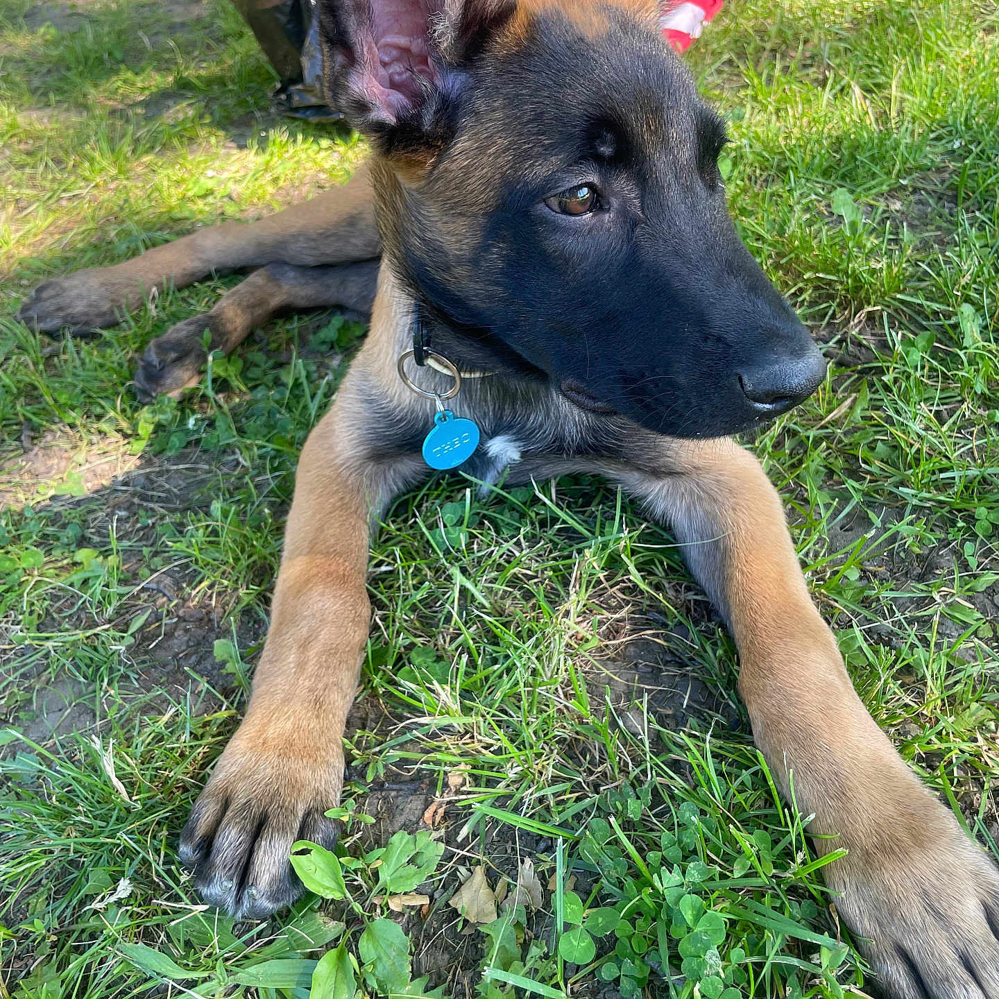 Theo is registered to the contest to win money with this photo: dog, puppy, german_shepherd, grass, outdoor, pet, animal, canine, collar, tag, ears, paw, sunlight, nature, greenery, young, laying_down, alert, cute, summer