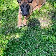 Theo is registered to the contest to win money with this photo: puppy, dog, grass, outdoor, animal, pet, cute, tongue_out, nature, young_dog, canine, brown, black_face, sunlight, playful, greenery, lying_down, summer, daylight, fur