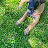 Theo is registered to the contest to win money with this photo: puppy, dog, grass, outdoor, sunlight, greenery, pet, canine, animal, young_dog, nature, curious, lying_down, playful, summer, fur, ears, collar, paw, human_leg
