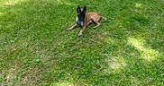 Theo is registered to the contest to win money with this photo: dog, grass, park, outdoor, sunlight, path, tree, animal, pet, canine, nature, greenery, daytime, tongue_out, ears_up, laying_down, happy, summer, leisure, open_space