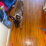 Theo is registered to the contest to win money with this photo: dog, puppy, wooden_floor, hand, red_nails, dog_bed, blur, indoor, flooring, pet, brown_dog, collar, curious, walking, home, furniture, background, light, human_hand, domestic