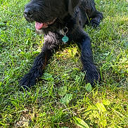 Bear joined the competition — help win amazing prizes! dog, black_dog, grass, outdoor, pet, animal, tongue_out, collar, tag, sunlight, nature, laying_down, happy, mammal, canine, fur, greenery, summer, relaxed, daytime