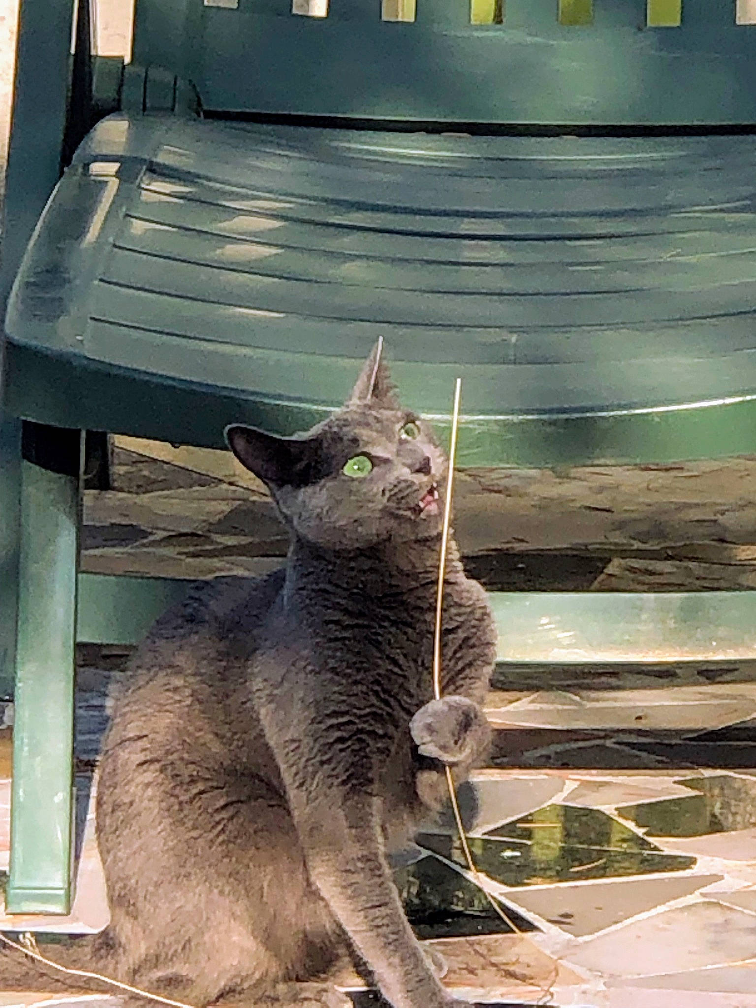 Nuage a rejoint le concours — aidez-le/la à gagner de superbes lots ! automotive_tire, carnivore, cat, domestic_short_haired_cat, felidae, fur, grey, light, mammal, metal, plant, russian_blue, small_to_medium_sized_cats, snout, tail, terrestrial_animal, tints_and_shades, vertebrate, whiskers, wood