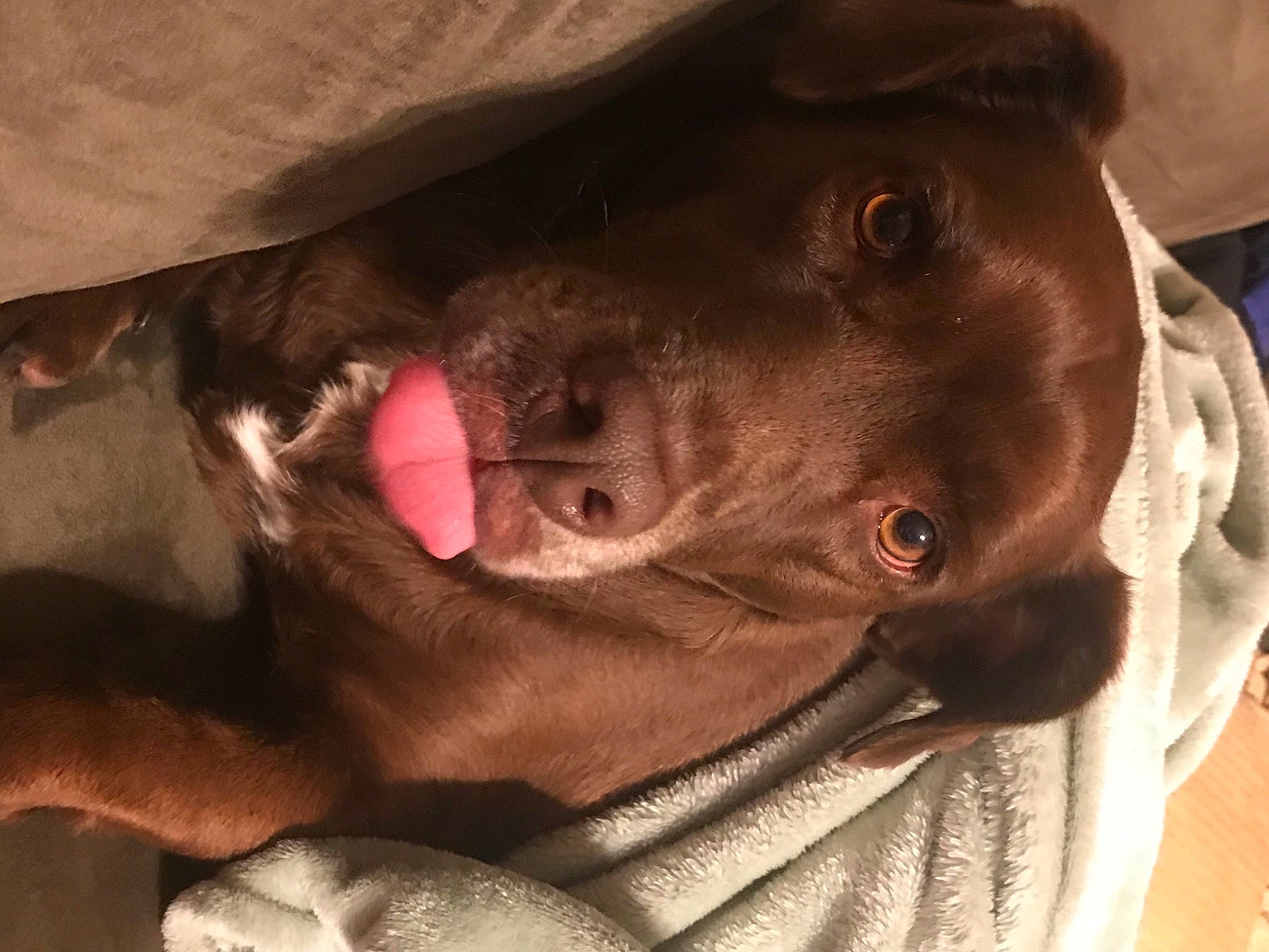 Diesel is registered to the contest to win money with this photo: brown, canidae, carnivore, close_up, collar, companion_dog, dog, dog_breed, fawn, jaw, liver, pet_supply, skin, snout, sporting_group, tongue, whiskers, working_animal, working_dog