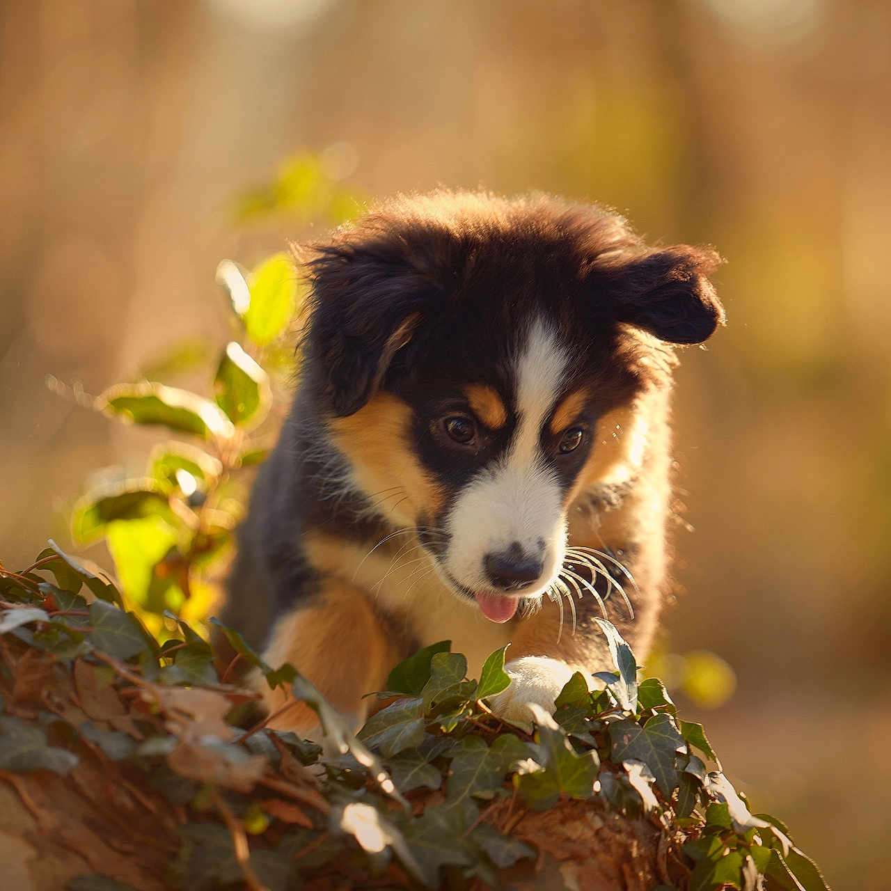 Umiya a rejoint le concours — aidez-le/la à gagner de superbes lots ! animal, beagle, canine, cat, cockerspaniel, collie, dog, eskimodog, germanshepherd, hound, husky, ivy, leaf, papillon, pet, plant, puppy, redwolf, terrier, wolf