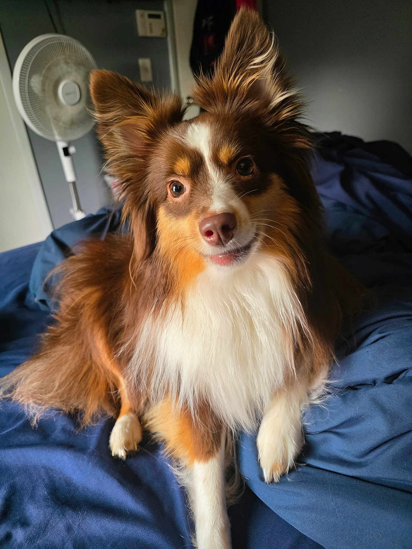 Penny Lane joined the competition — help win amazing prizes! dog, pet, bed, blanket, fan, fur, ears, muzzle, paw, indoor, cozy, looking_at_camera, portrait, brown_white, long_hair, whiskers, nails, bedding, bedroom, soft_light