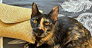 Vaya participe au concours pour gagner de l'argent avec cette photo : cat, tortoiseshell, feline, pet, animal, portrait, closeup, yellow_eyes, whiskers, ears, fur, black_fur, orange_patches, sitting, lounging, cushion, couch, indoor, decorative_background, photography
