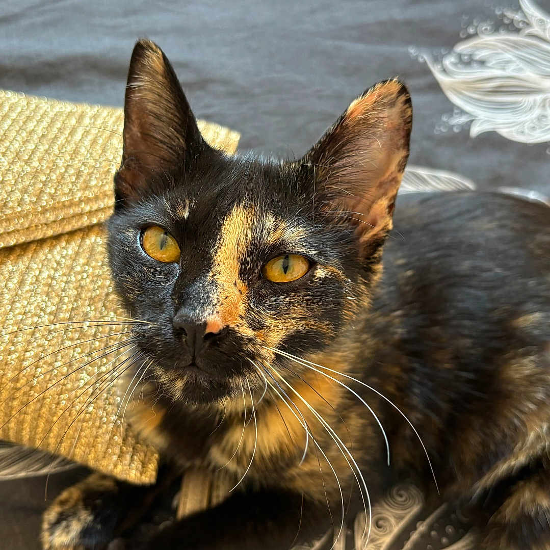 Vaya participe au concours pour gagner de l'argent avec cette photo : cat, tortoiseshell, feline, pet, animal, portrait, closeup, yellow_eyes, whiskers, ears, fur, black_fur, orange_patches, sitting, lounging, cushion, couch, indoor, decorative_background, photography