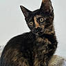 Vaya participe au concours pour gagner de l'argent avec cette photo : cat, kitten, tortoiseshell, calico, pet, animal, feline, sitting, portrait, close_up, golden_eyes, pointed_ears, whiskers, fur, black_fur, brown_fur, indoor, cushion, cute, curious