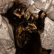 Vaya a rejoint le concours — aidez-le/la à gagner de superbes lots ! cat, tortoiseshell_cat, pet, feline, animal, lying_down, relaxed, playful, raised_paw, whiskers, ears, eyes, fur, black_fur, orange_fur, bed, bedding, floral_pattern, indoor, portrait