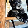 Vaya participe au concours pour gagner de l'argent avec cette photo : cat, kitten, tortoiseshell, feline, pet, animal, portrait, close_up, staring, eyes, whiskers, ears, fur, black_fur, orange_patches, wood, railing, balcony, outdoor, sunlight