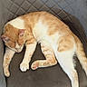 cat, sleeping, orange_and_white, tabby, pet, animal, cushion, chair, indoor, relaxed, resting, lying_down, paws, whiskers, fur, tail, cozy, portrait, close_up, home