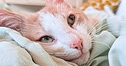 Snow participe au concours pour gagner de l'argent avec cette photo : cat, kitten, feline, peach_and_white, close_up, sleeping, relaxed, cozy, bed, blanket, bedding, whiskers, green_eyes, pink_nose, fur, face, indoors, soft_lighting, pet, portrait