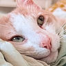 cat, kitten, feline, peach_and_white, close_up, sleeping, relaxed, cozy, bed, blanket, bedding, whiskers, green_eyes, pink_nose, fur, face, indoors, soft_lighting, pet, portrait