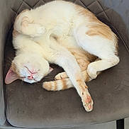 Snow a rejoint le concours — aidez-le/la à gagner de superbes lots ! cat, sleeping, relaxed, curled_up, white_fur, orange_fur, tabby, pet, animal, chair, cushion, upside_down, paws, tail, whiskers, pink_nose, indoors, cozy, furniture, portrait