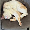 cat, sleeping, relaxed, curled_up, white_fur, orange_fur, tabby, pet, animal, chair, cushion, upside_down, paws, tail, whiskers, pink_nose, indoors, cozy, furniture, portrait
