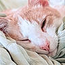 cat, sleeping, nap, close_up, portrait, cream_fur, white_fur, pink_nose, whiskers, ears, closed_eyes, cozy, blanket, bedding, indoors, home, relaxed, cute, fluffy, animal