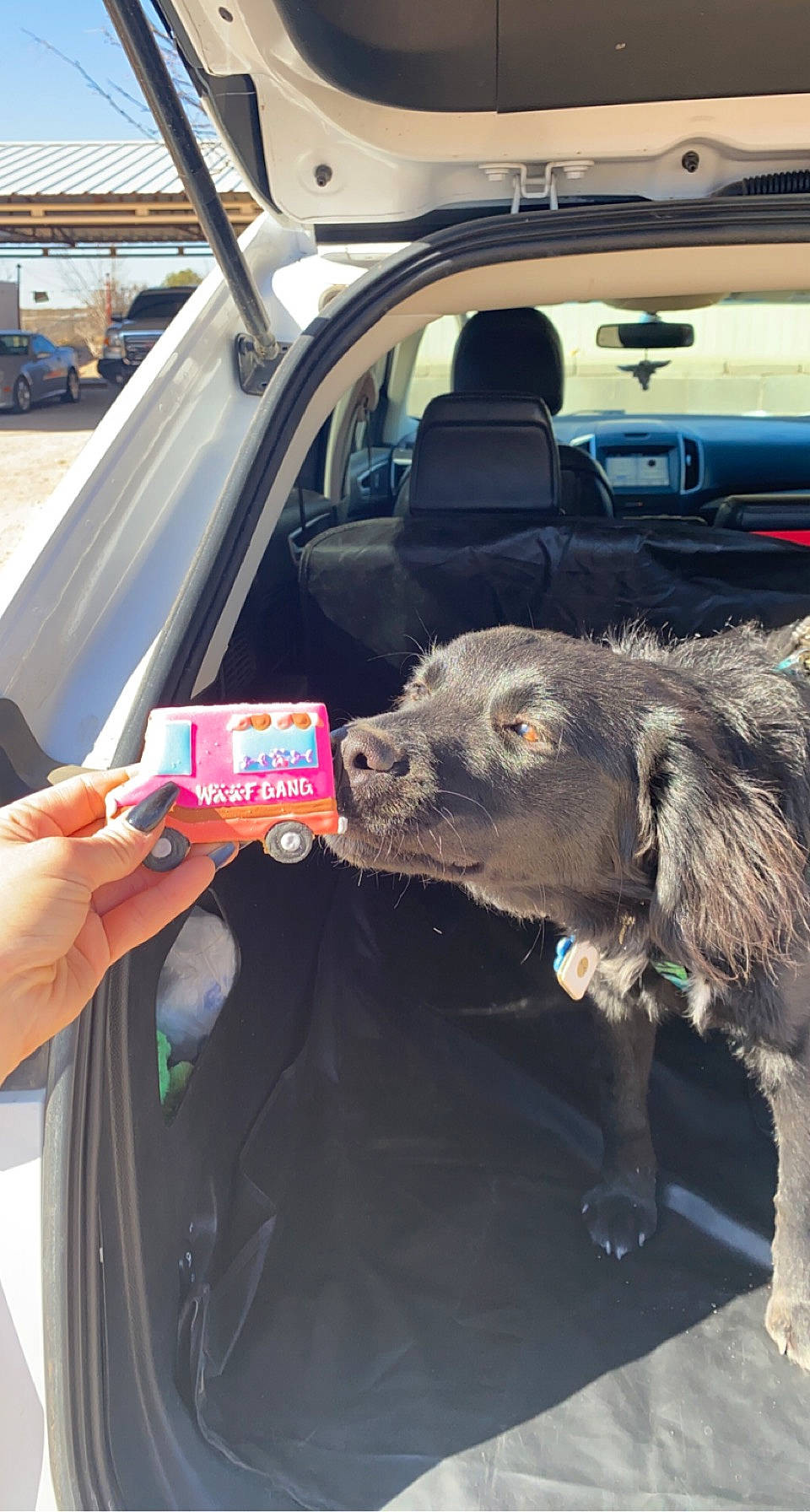 Shadow is registered to the contest to win money with this photo: auto_part, automotive_design, automotive_exterior, automotive_window_part, bumper, car, car_seat, carnivore, companion_dog, dog, dog_breed, family_car, luxury_vehicle, motor_vehicle, parking, personal_luxury_car, snout, steering_wheel, vehicle, vehicle_door