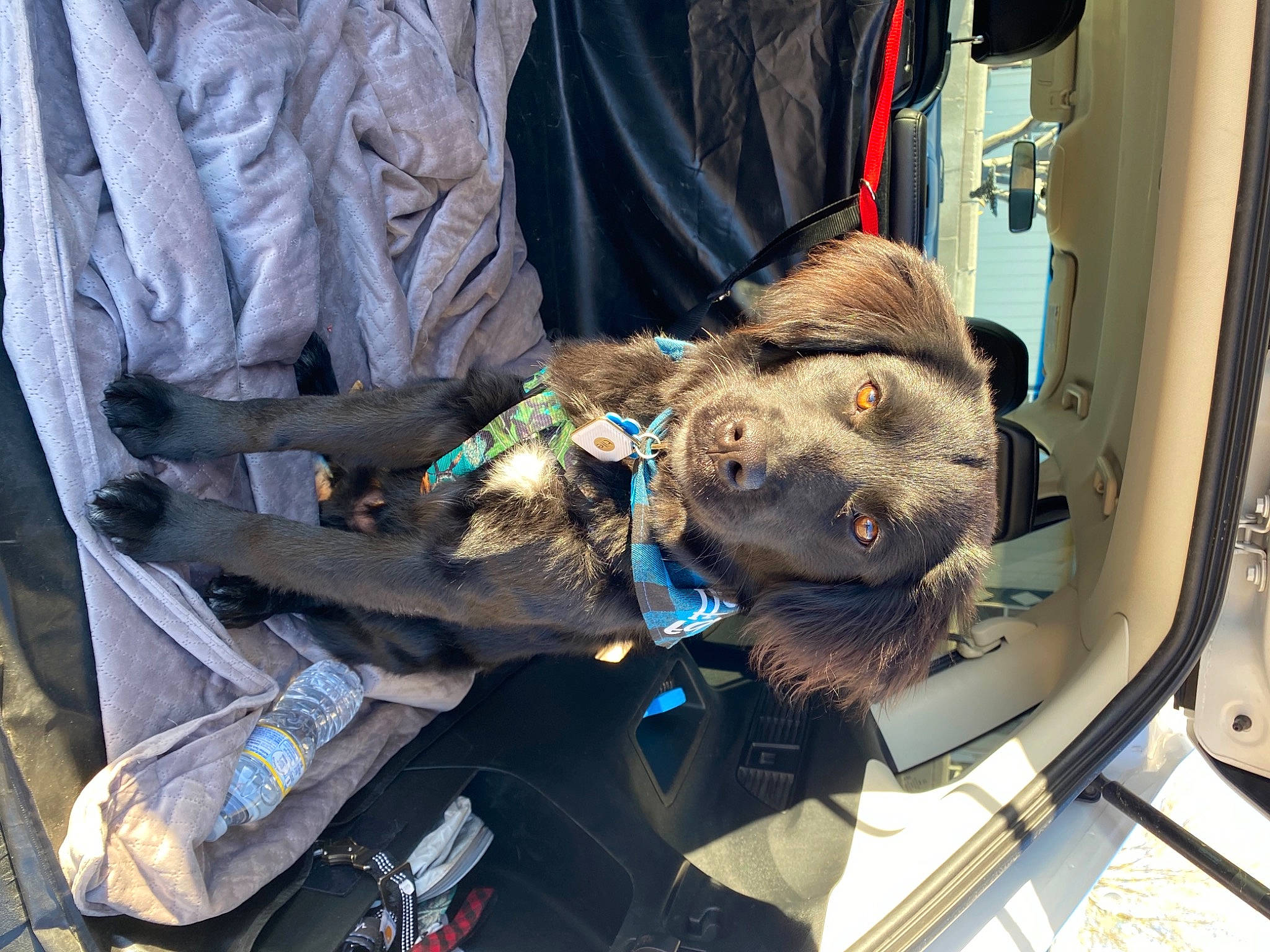 Shadow joined the competition — help win amazing prizes! auto_part, automotive_exterior, automotive_lighting, automotive_window_part, car, car_seat, carnivore, collar, companion_dog, dog, dog_breed, hood, motor_vehicle, snout, sporting_group, trunk, vehicle, vehicle_door, windshield, working_animal