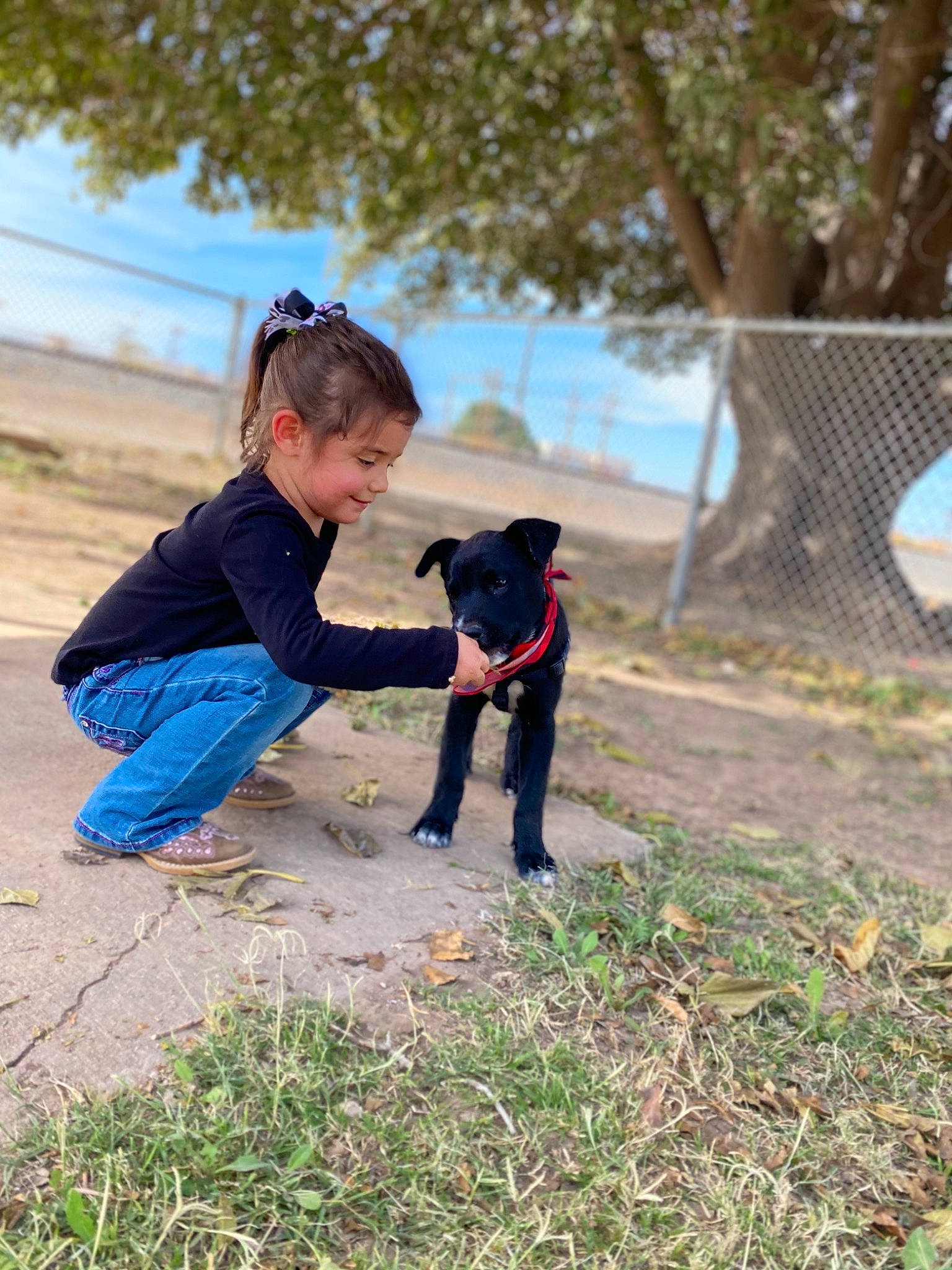 Daisy is registered to the contest to win money with this photo: canidae, carnivore, dog, dog_breed, guard_dog, hunting_dog, obedience_training, patterdale_terrier, play, puppy, sporting_group