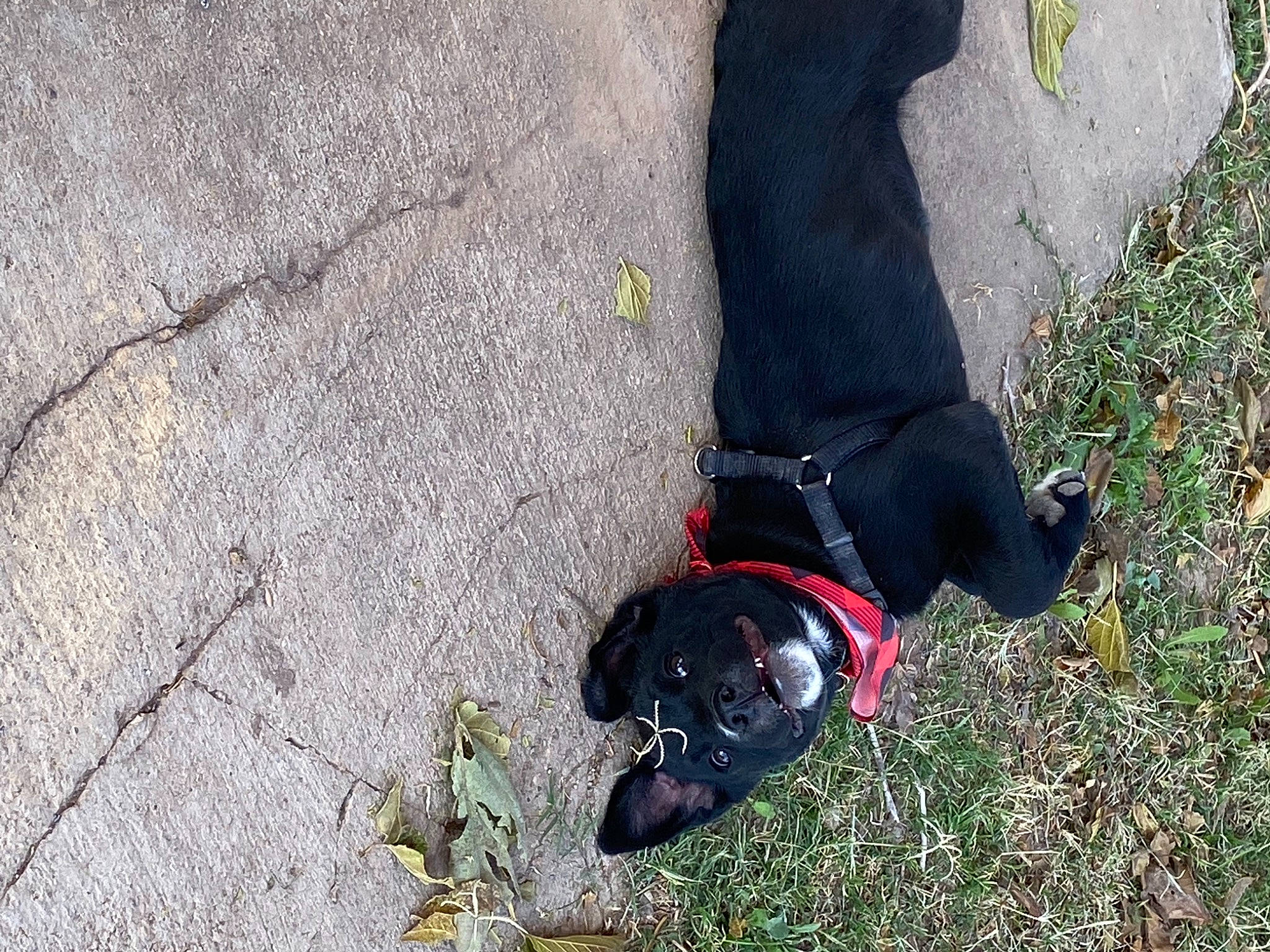 Daisy is registered to the contest to win money with this photo: adventure, canidae, carnivore, companion_dog, dog, dog_breed, leash, patterdale_terrier, pug, shoe, snout, sporting_group