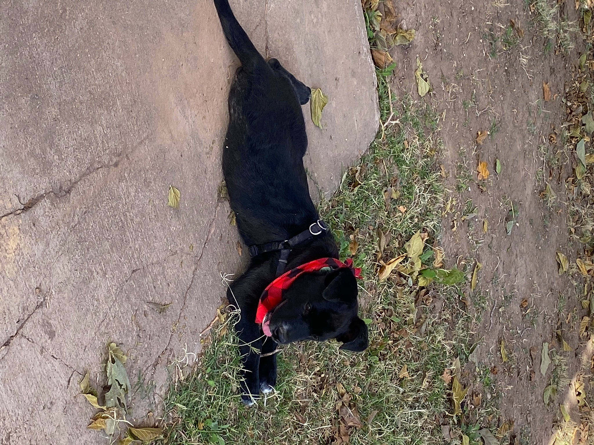 Daisy is registered to the contest to win money with this photo: canidae, carnivore, dog, dog_breed, hunting_dog, leash, patterdale_terrier, sporting_group, terrier