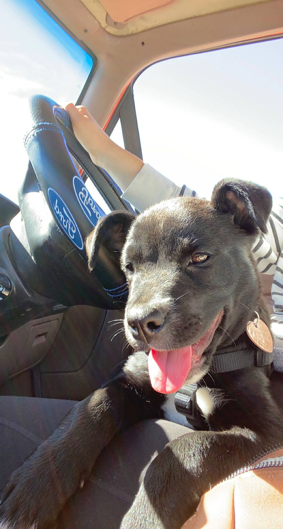 Daisy is registered to the contest to win money with this photo: american_pit_bull_terrier, american_staffordshire_terrier, canidae, car, carnivore, dog, dog_breed, fawn, mammal, non_sporting_group, pit_bull, puppy, snout, sporting_group, staffordshire_bull_terrier, vehicle