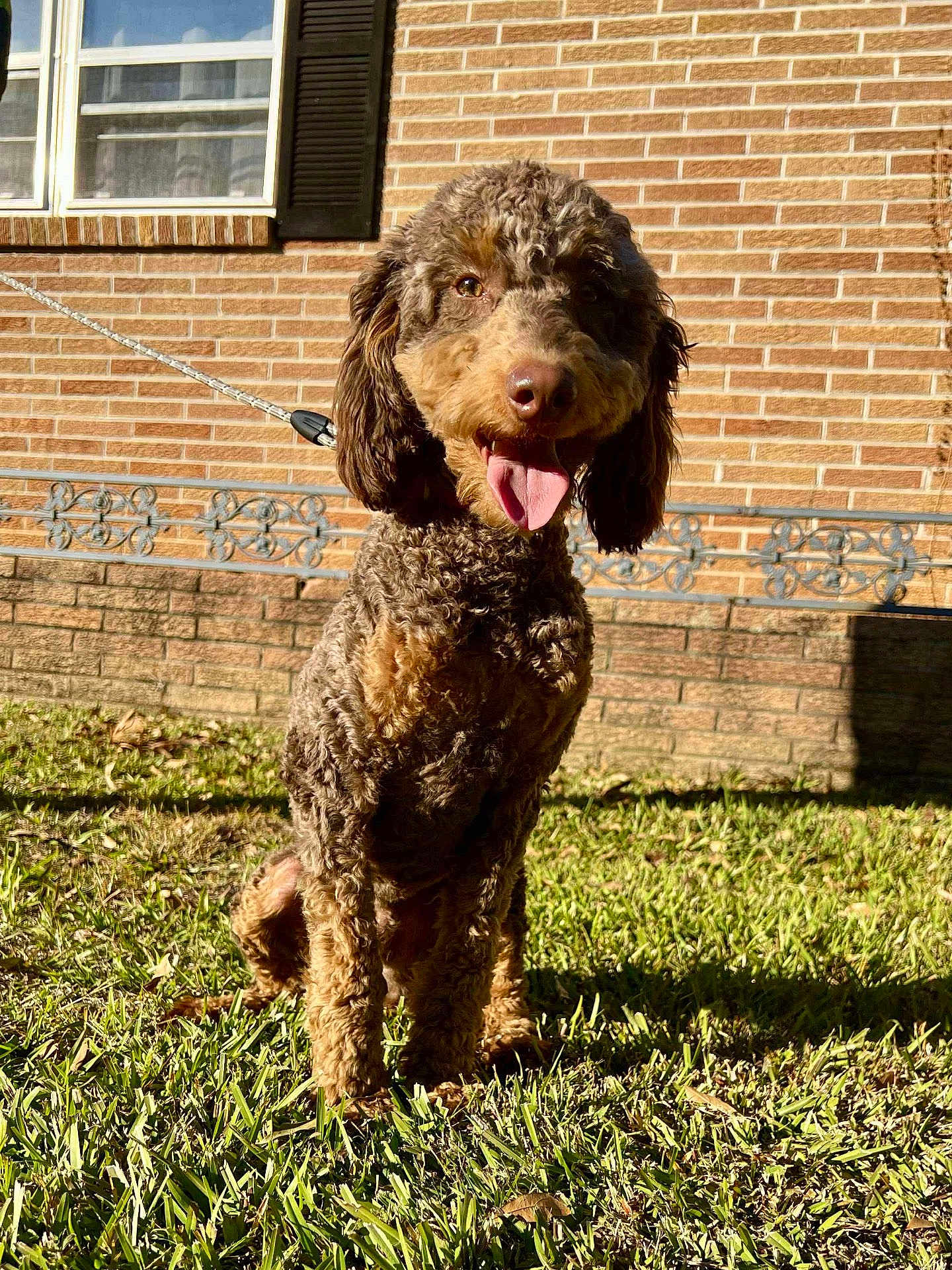Dash joined the competition — help win amazing prizes! dog, curly_fur, outdoor, grass, sunlight, tongue_out, happy, pet, animal, brown_fur, sitting, leash, brick_wall, window, metalwork, daylight, cute, canine, friendly, portrait