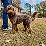dog, curly_fur, grass, person, jeans, shoes, house, trees, autumn, cloudy_sky, outdoor, pet, canine, suburban, yard, leaves, tail, standing, daytime, nature