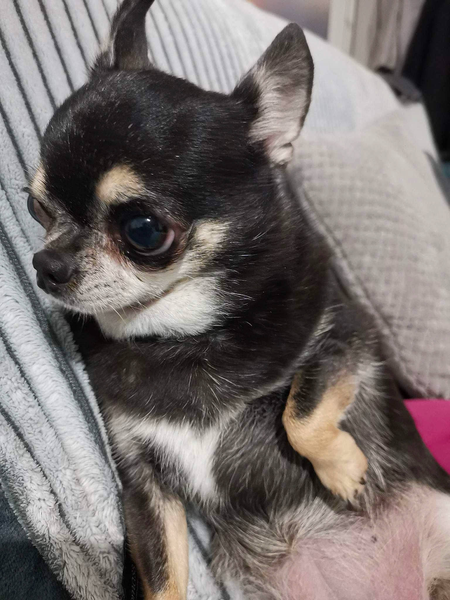 Myrtille participe au concours pour gagner de l'argent avec cette photo : canidae, carnivore, chihuahua, comfort, companion_dog, corgi_chihuahua, dog, dog_breed, dog_supply, ear, fawn, fur, iris, non_sporting_group, puppy, snout, terrestrial_animal, toy_dog, whiskers, working_animal