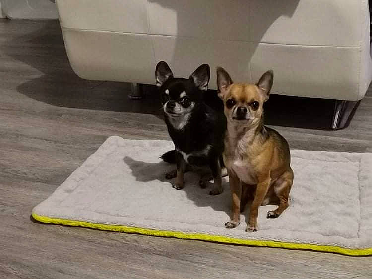 Myrtille participe au concours pour gagner de l'argent avec cette photo : box, canidae, carnivore, carton, chihuahua, companion_dog, dog, dog_breed, dog_supply, fawn, flooring, liver, paw, pet_supply, shipping_box, snout, sporting_group, tail, toy_dog, working_animal