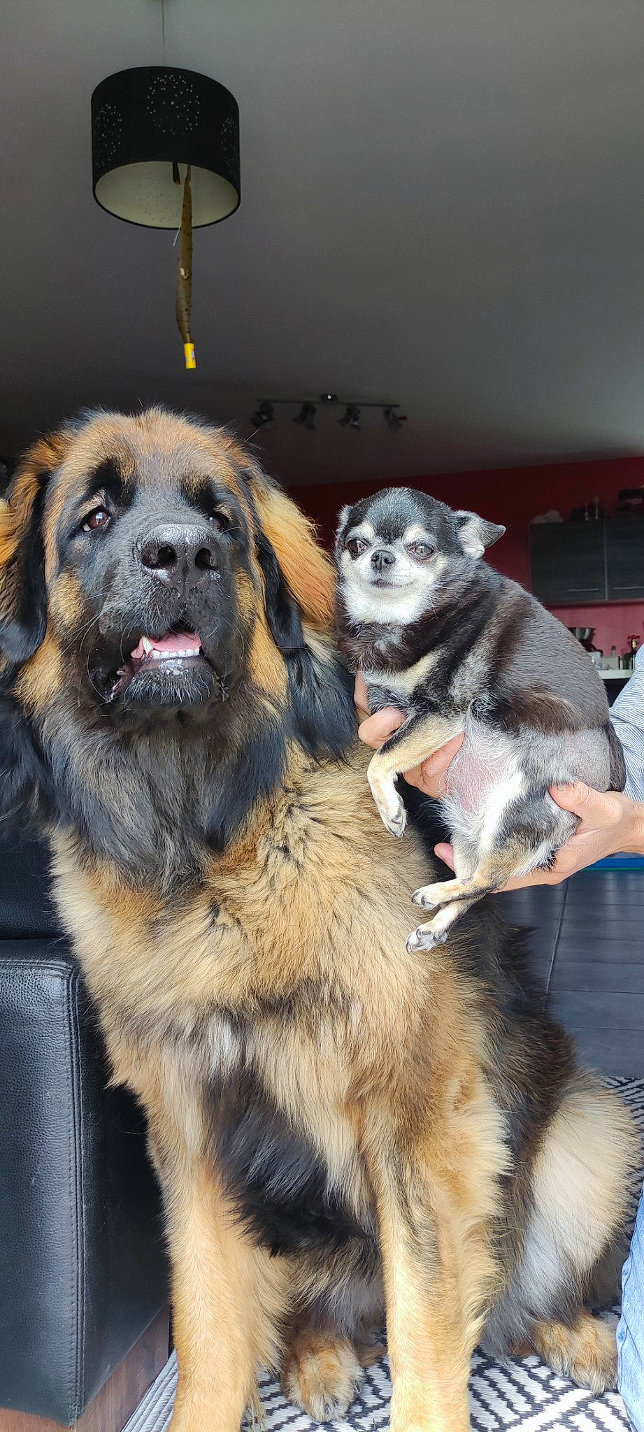 Myrtille a rejoint le concours — aidez-le/la à gagner de superbes lots ! ancient_dog_breeds, canidae, carnivore, companion_dog, dog, dog_breed, event, fur, gaddi_kutta, paw, snout, sporting_group, tibetan_mastiff, whiskers, working_dog