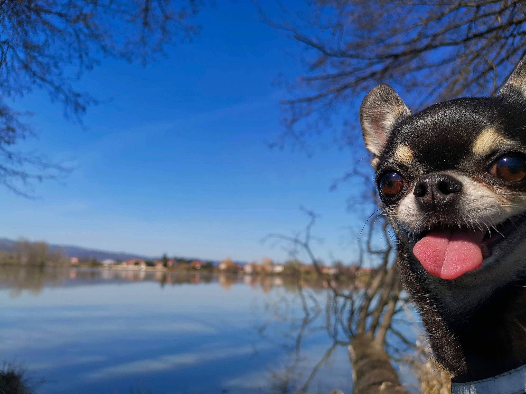 Myrtille a rejoint le concours — aidez-le/la à gagner de superbes lots ! carnivore, electric_blue, eyewear, fawn, freezing, fur, grass, lake, landscape, natural_landscape, plant, sky, snout, sunglasses, terrestrial_animal, tree, twig, water, whiskers, winter