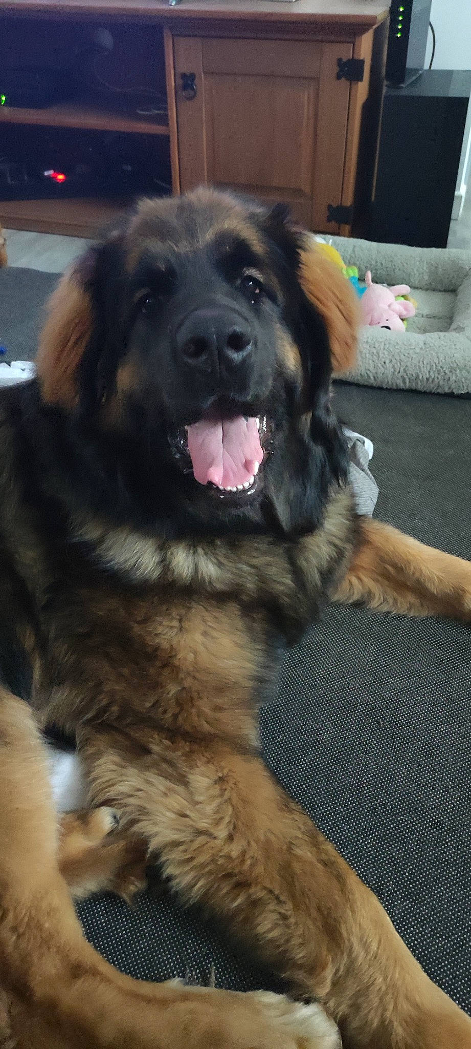 Toska a rejoint le concours — aidez-le/la à gagner de superbes lots ! canidae, carnivore, companion_dog, dog, dog_breed, flooring, fur, gaddi_kutta, giant_dog_breed, guard_dog, natural_material, paw, pillow, sporting_group, tibetan_mastiff, whiskers, working_animal, working_dog