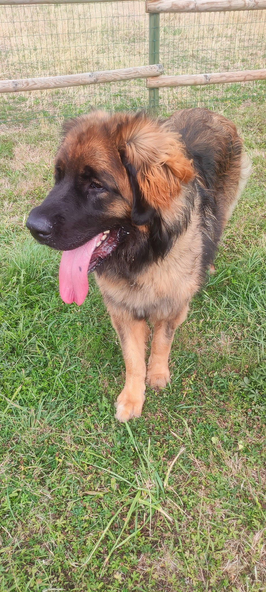 Toska a rejoint le concours — aidez-le/la à gagner de superbes lots ! canidae, carnivore, companion_dog, dog, dog_breed, fawn, fur, grass, plant, sporting_group, terrestrial_animal, working_dog